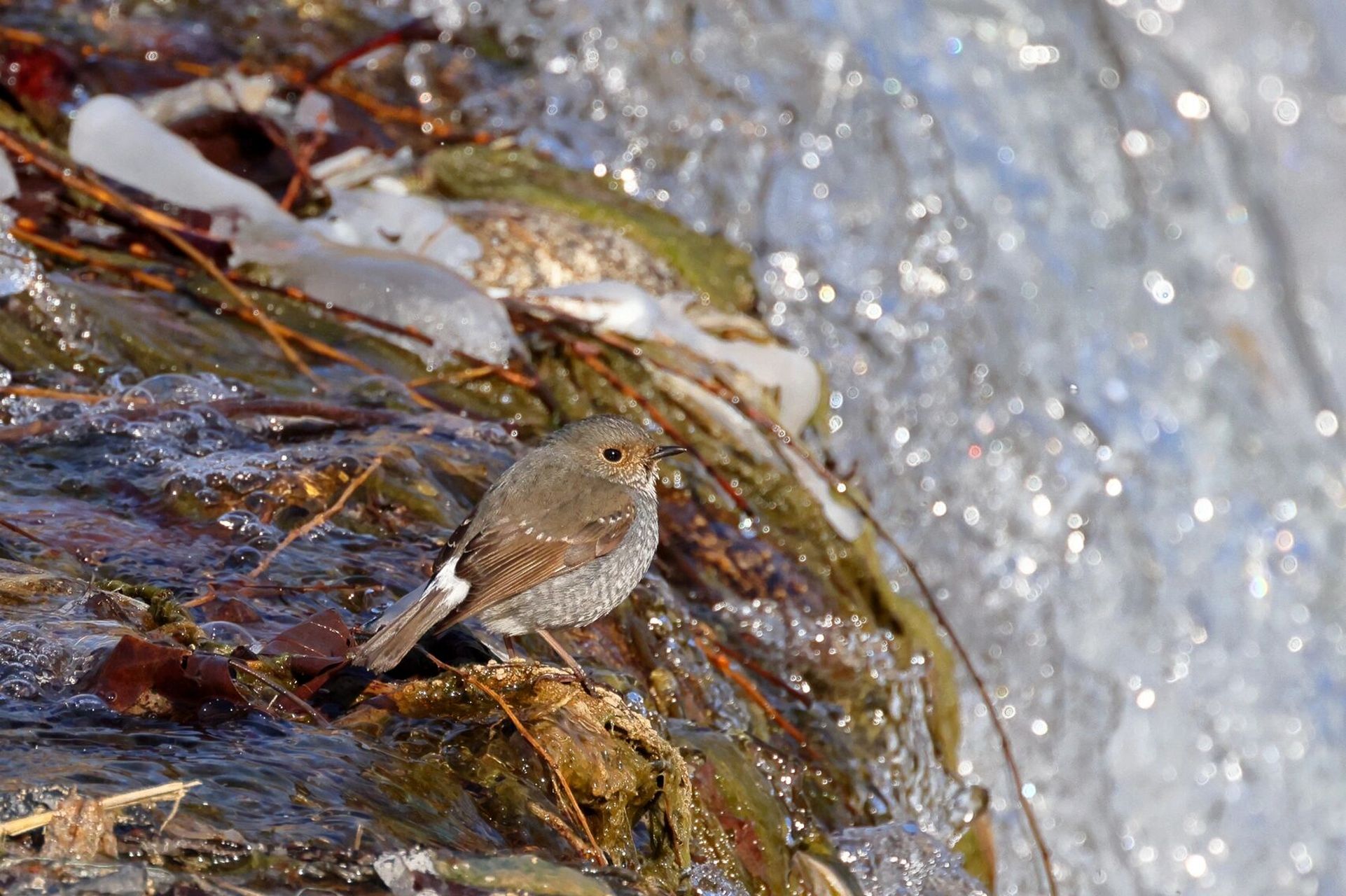 观鸟杂记—红尾水鸲 红尾水鸲,是鹟科红尾鸲属的小型鸟类,雌雄异色.