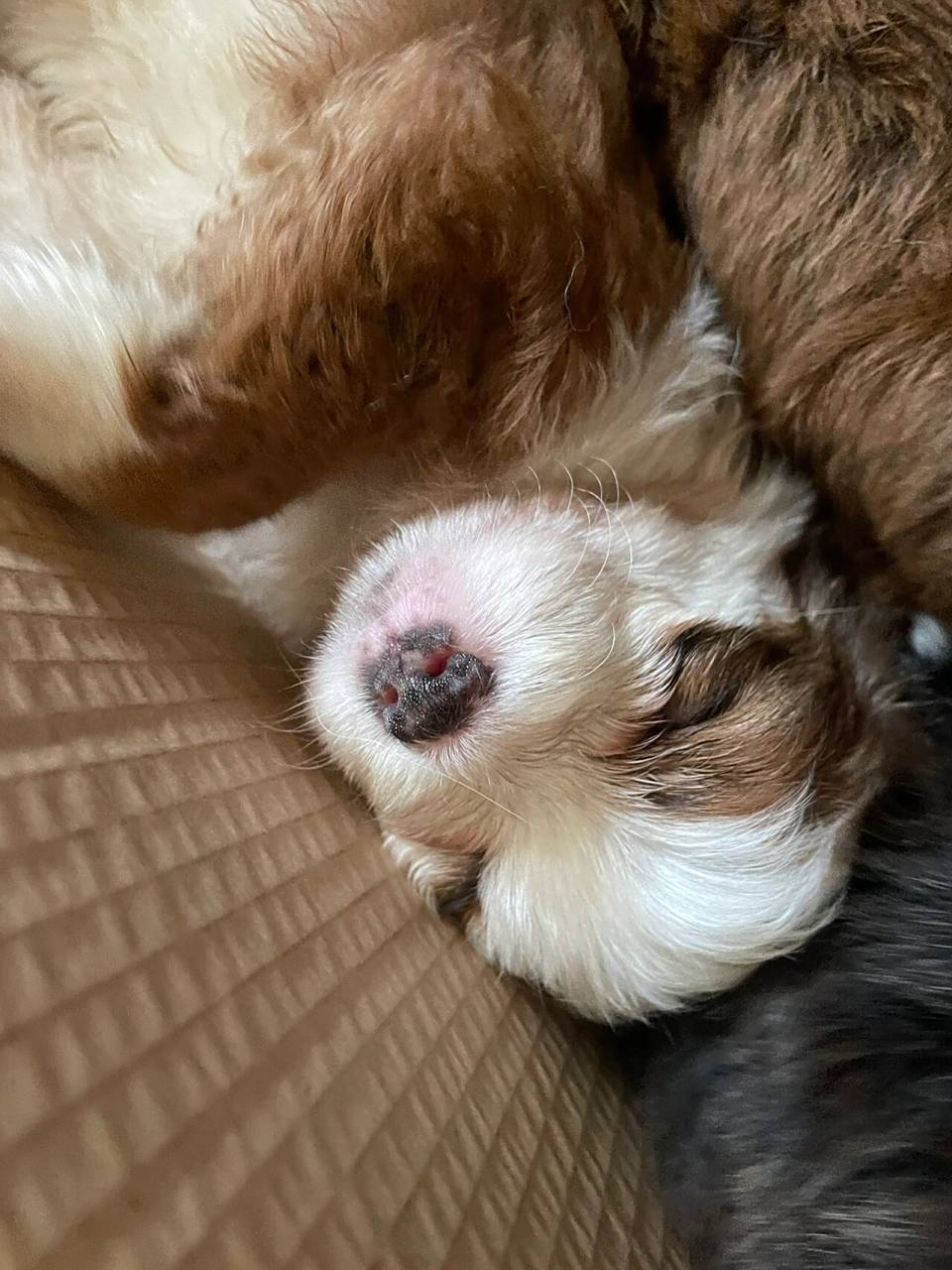 柯基泰迪小串串—泰基 今天把泰基领回家了,一眼相中~ 柯基的毛色