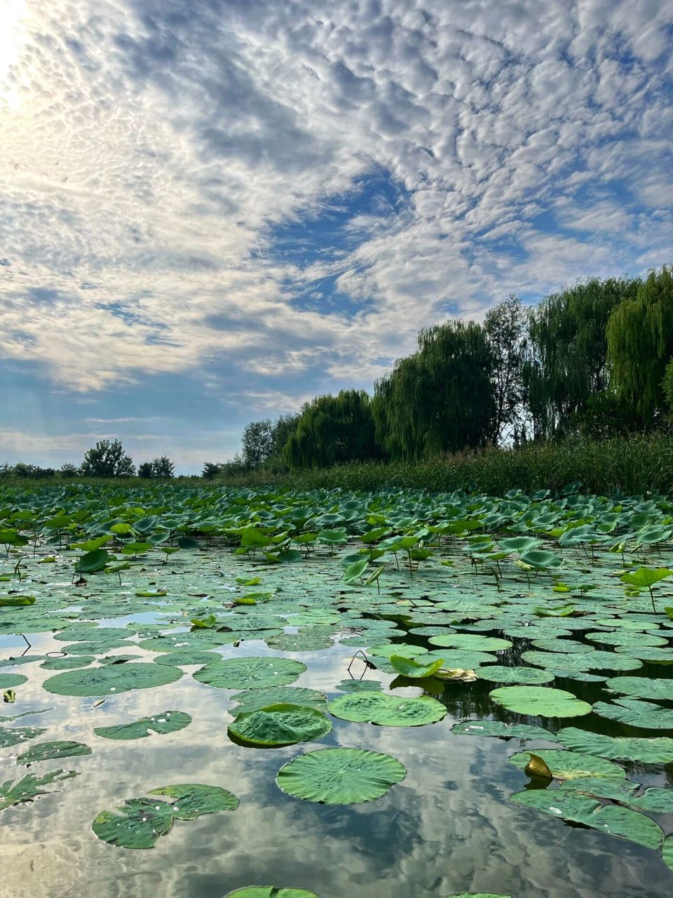 高青旅游景点有哪些图片