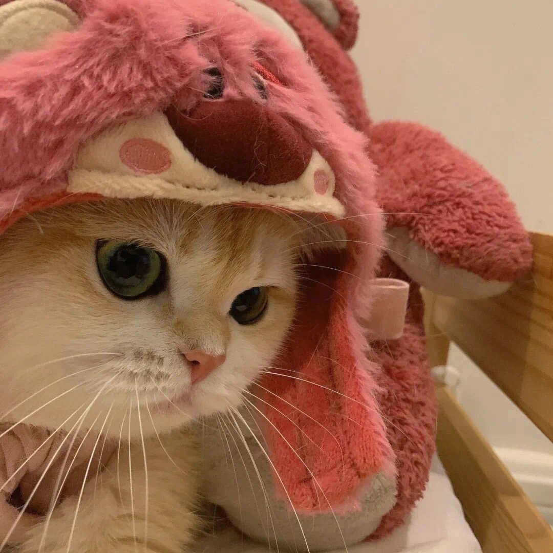 适合微信头像的猫咪图片
