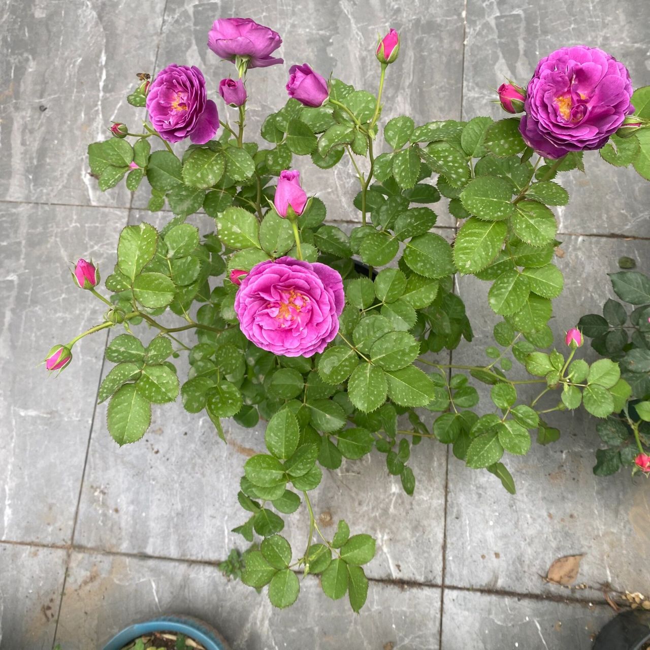 比利时月季    每日爆花,每日散,中午抗一点阳光傍晚下班回家必外焦里