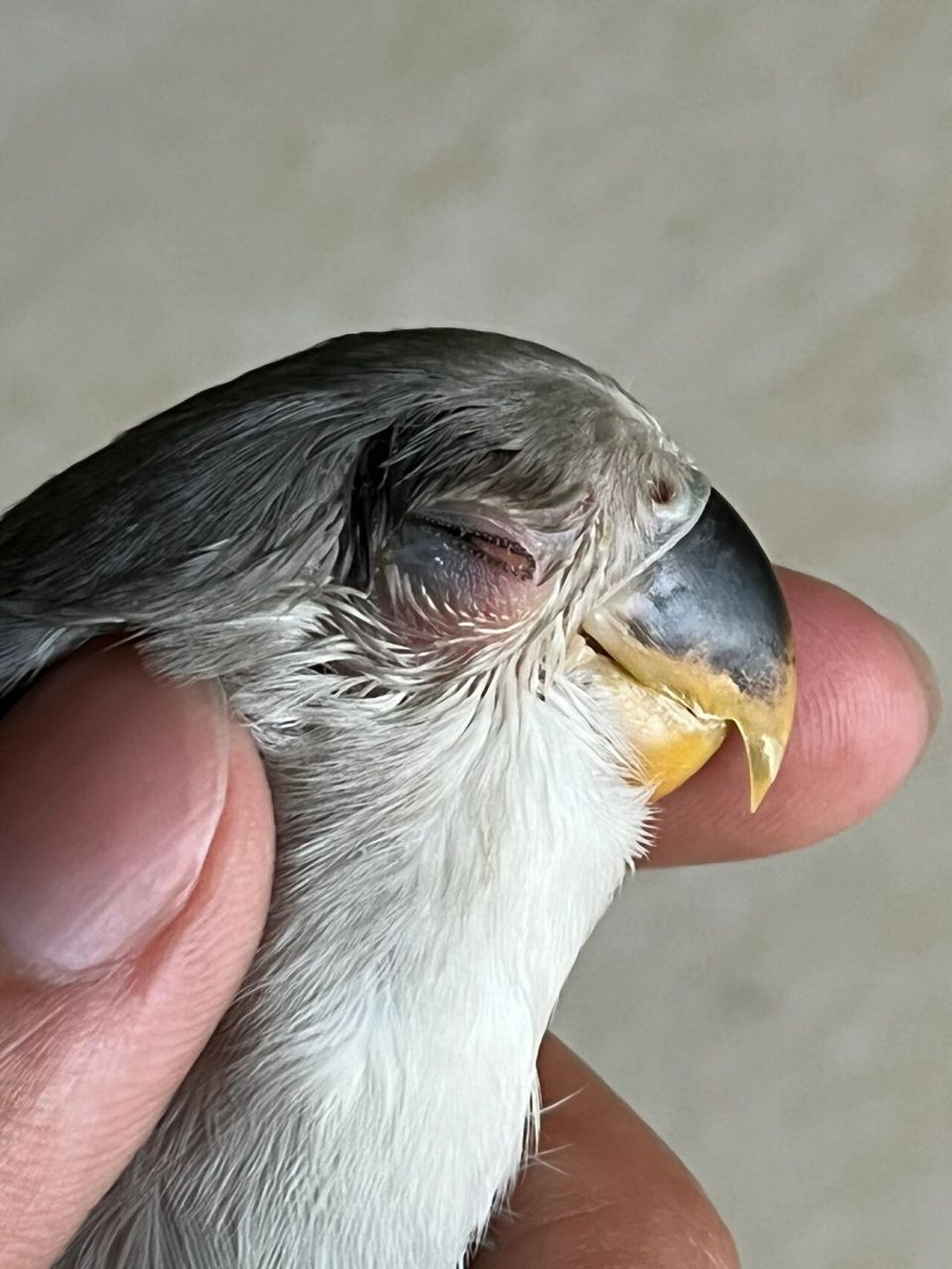 关于鹦鹉眼睛发炎红肿 坚持了半个月 终于好转了 之前一直害怕小葡萄