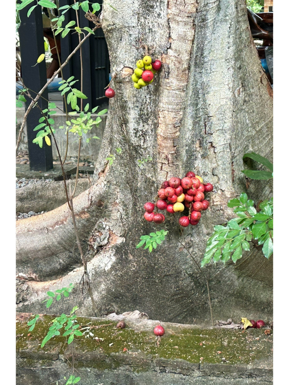 百年年树龄无花果(大叶榕) 泰国冬天 也可以多姿多彩,这应该是热带的