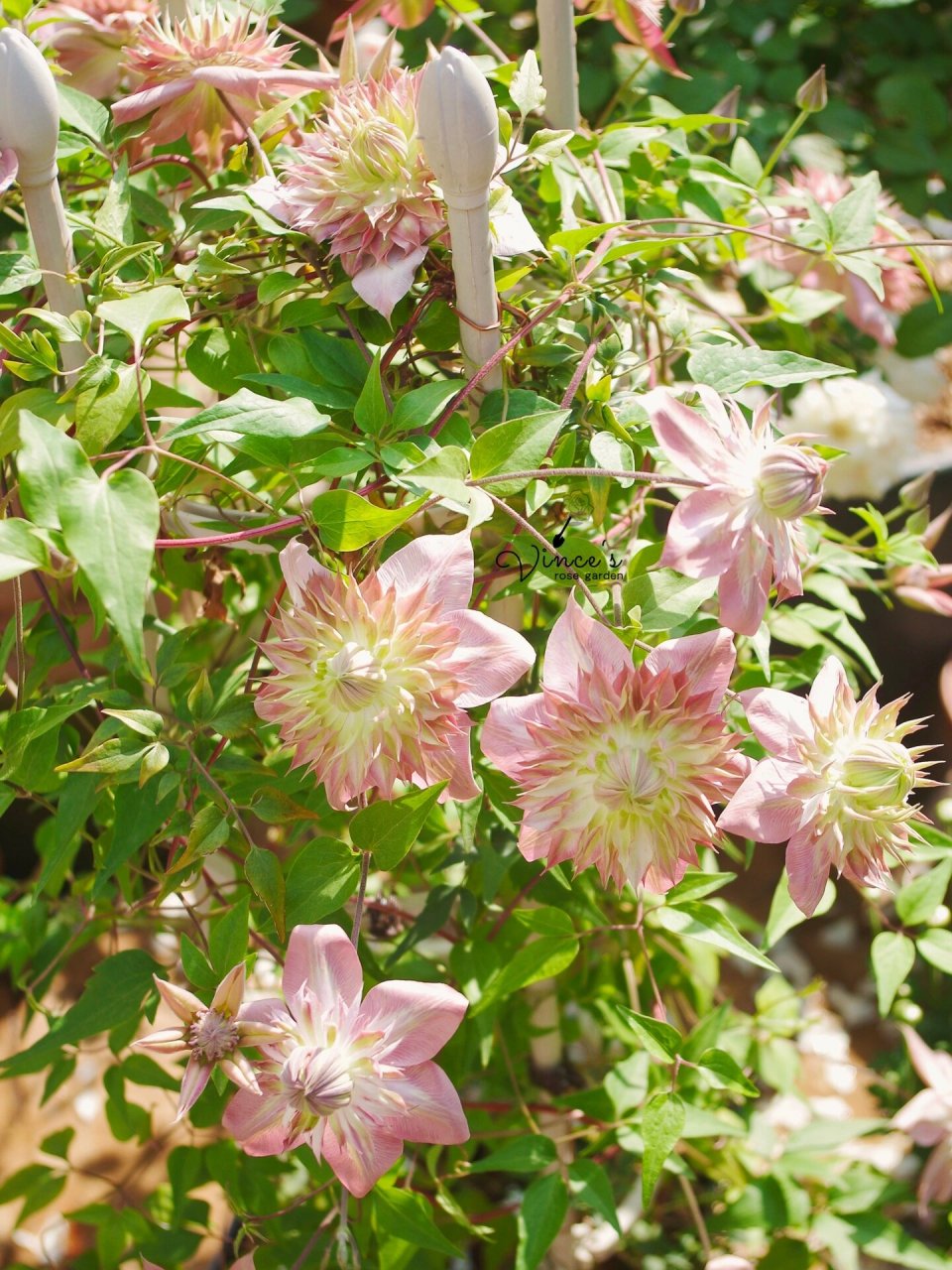 铁线莲-昼天使 超级适合两广的铁 这是我种的第一棵铁线莲 f系铁线莲