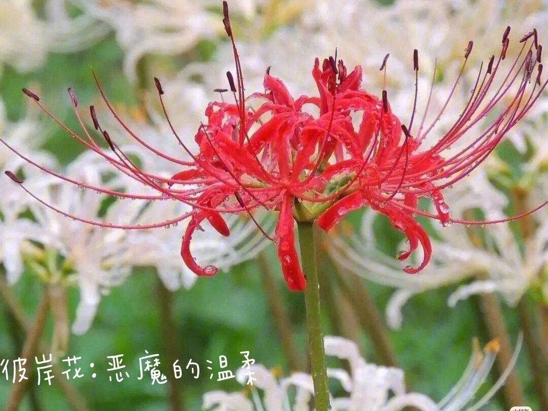十大悲伤花的花语