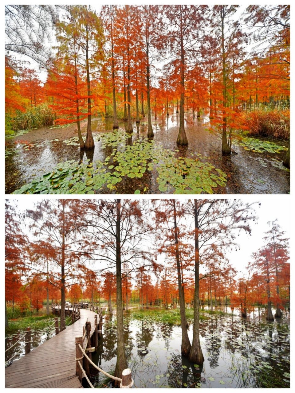 池杉湖湿地公园滁州图片