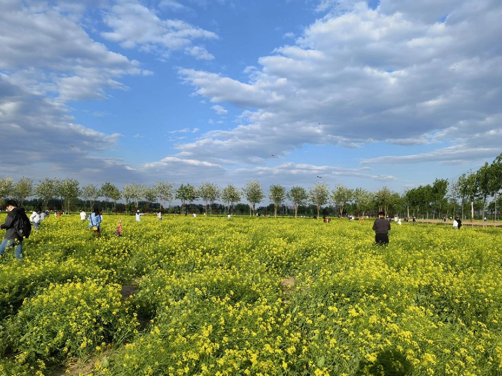 大兴瀛海油菜花景区