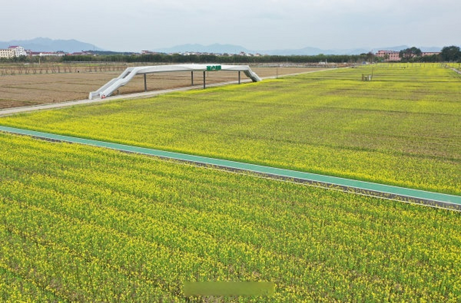 东阳市城东街道寀卢村共享田园的260多亩油菜迎来了盛花期,油菜花竞相