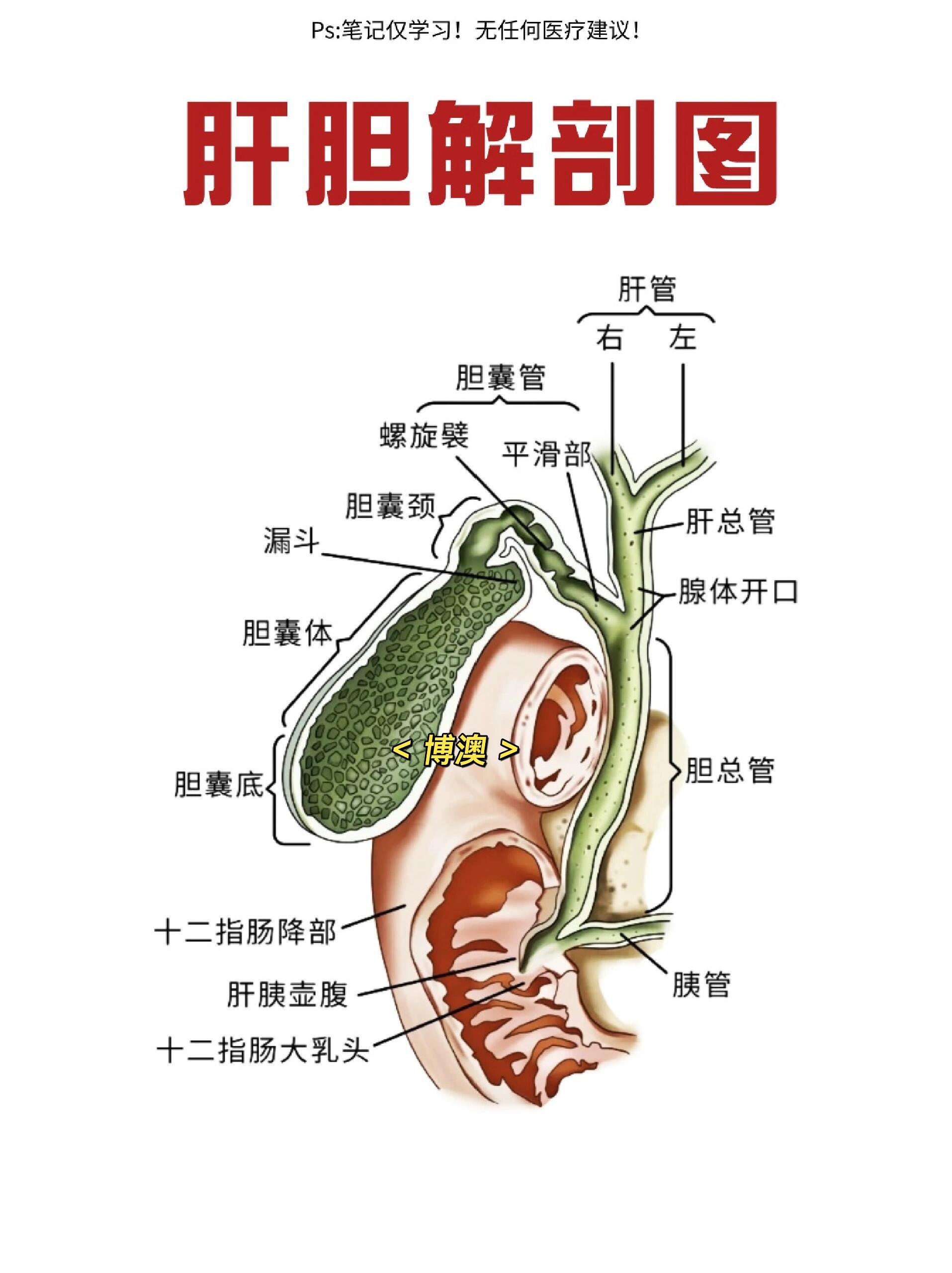 博澳96:肝胆解剖图 96注:图片仅供学习,无任何医疗建议,请勿误判!