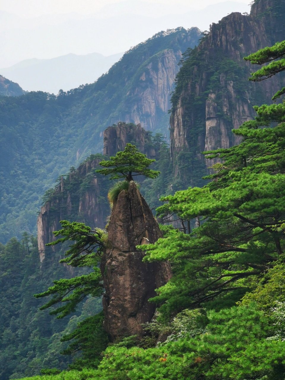 岱山奇松图片