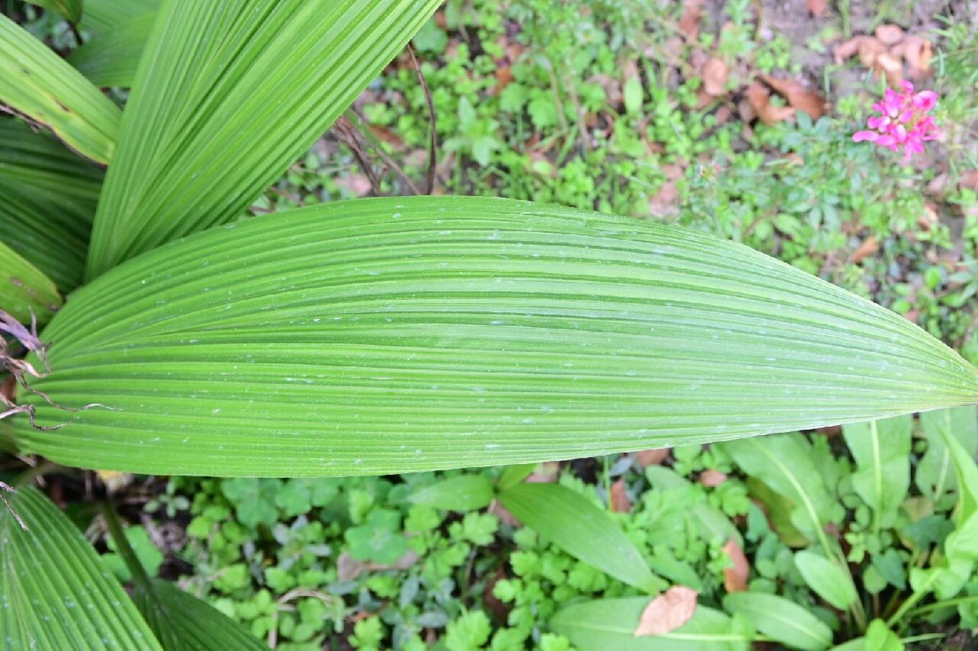 90 大叶仙茅|我竟然拍到了它的花!!! 中文名: 大叶仙茅 科属: 仙茅科,