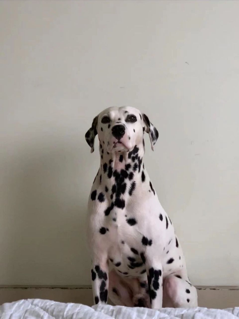 帅气的weed,我不繁殖净脸斑点狗 繁殖纯种斑点狗#斑点狗# #大麦町犬