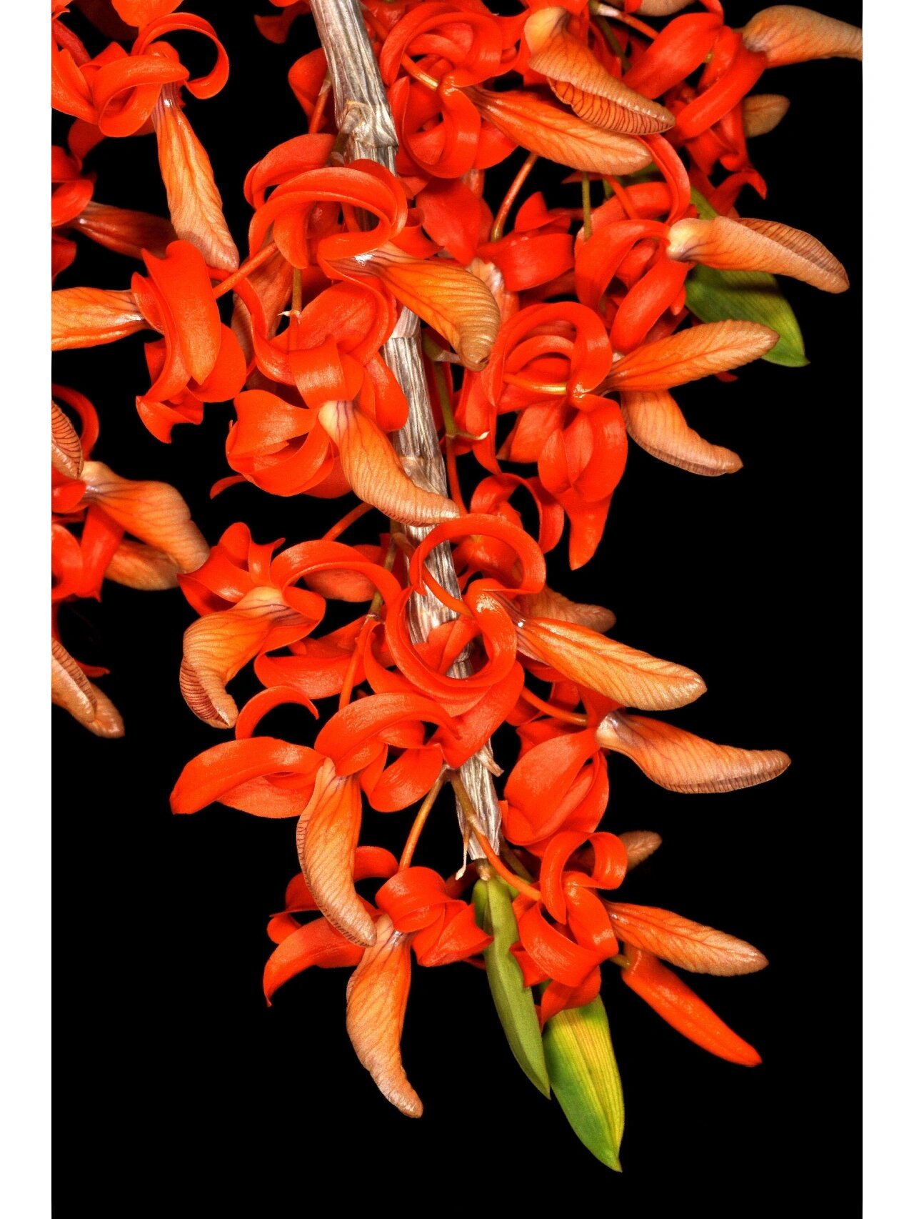 独角石斛 24,独角石斛dendrobium unicum seidenfadden 1970 越南