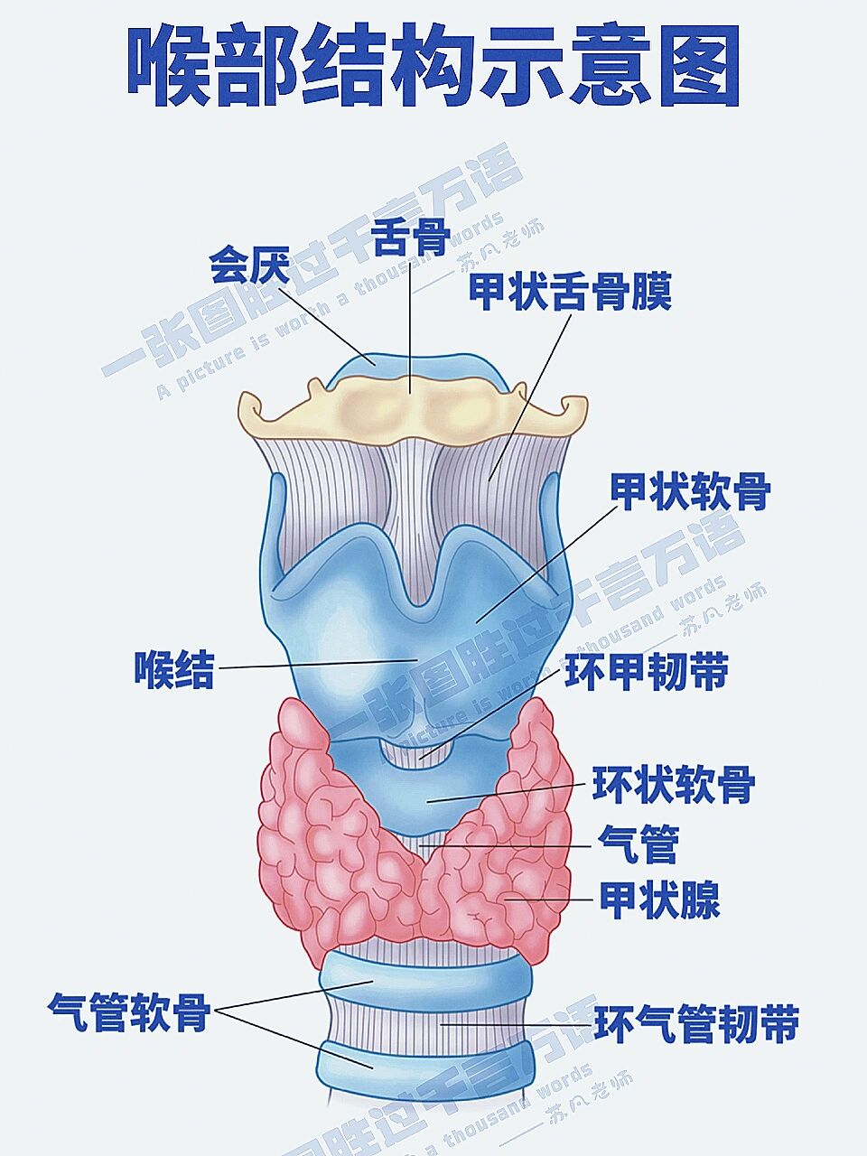 喉部结构示意图