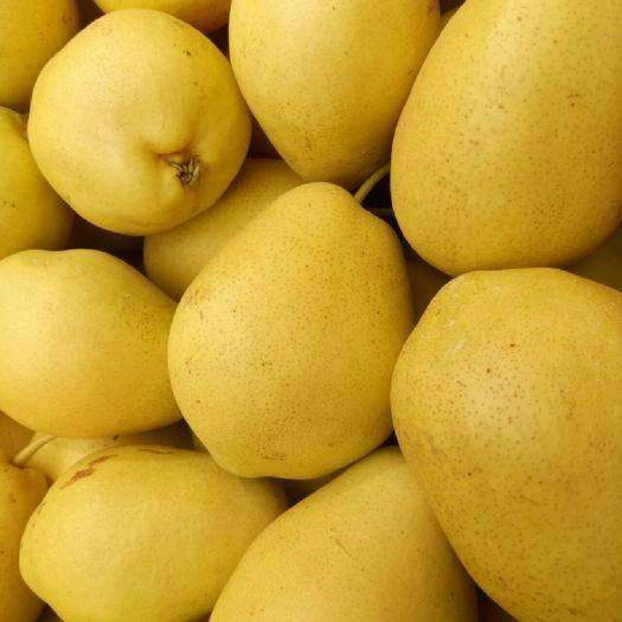 甘肃老家的水果 冬果梨俗称西园梨,产于兰州市郊区及皋兰,靖远和