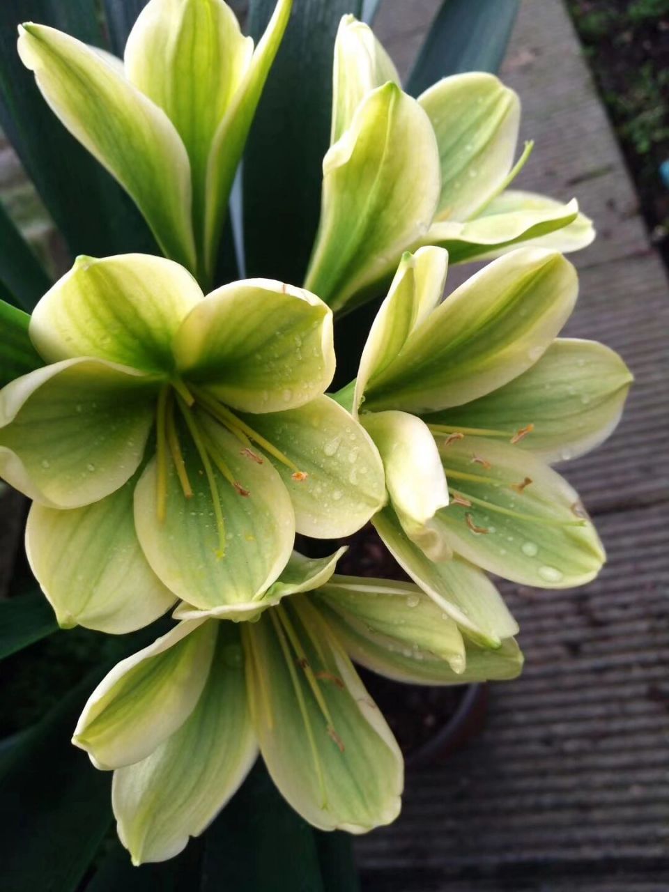 君子兰绿花 翡翠绿色君子兰