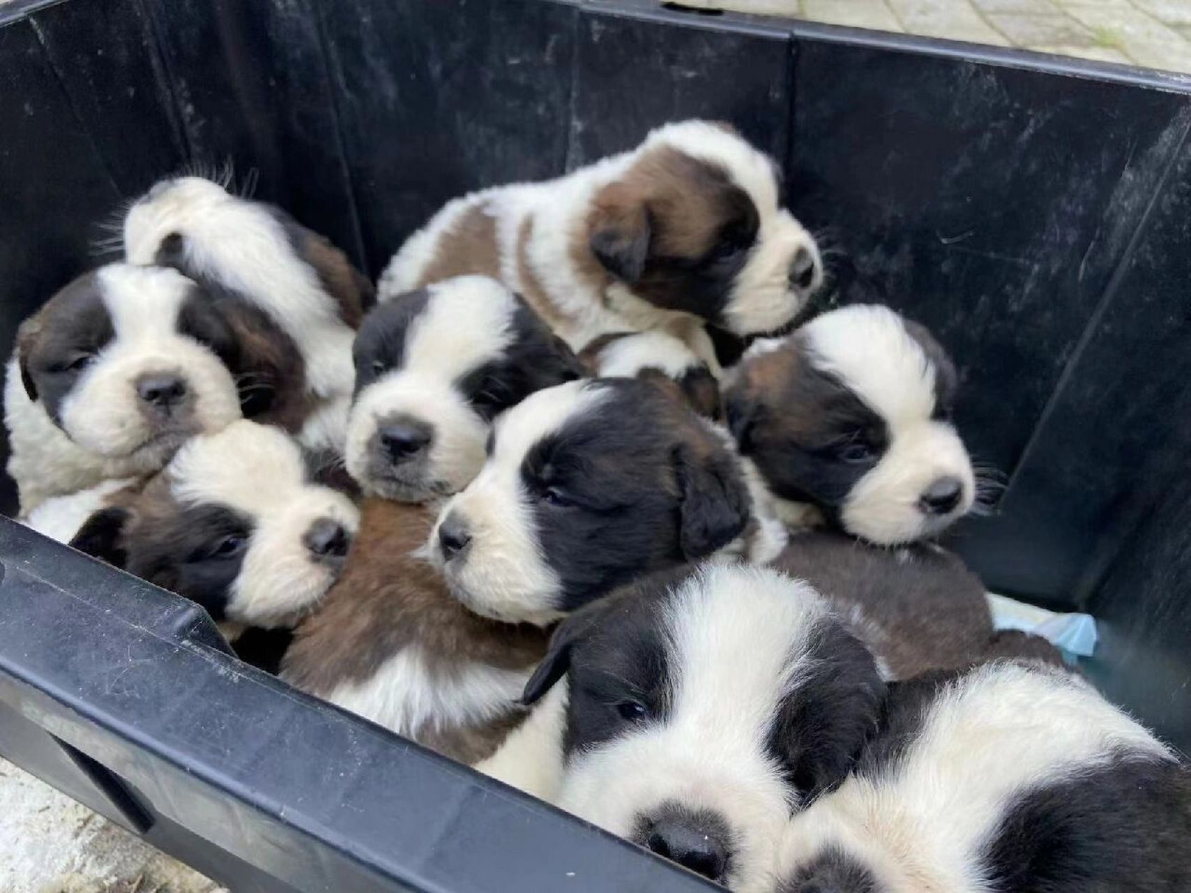 圣伯纳犬原产于瑞士,是当今世界上的一种超大型犬, 以雪地救护而闻名