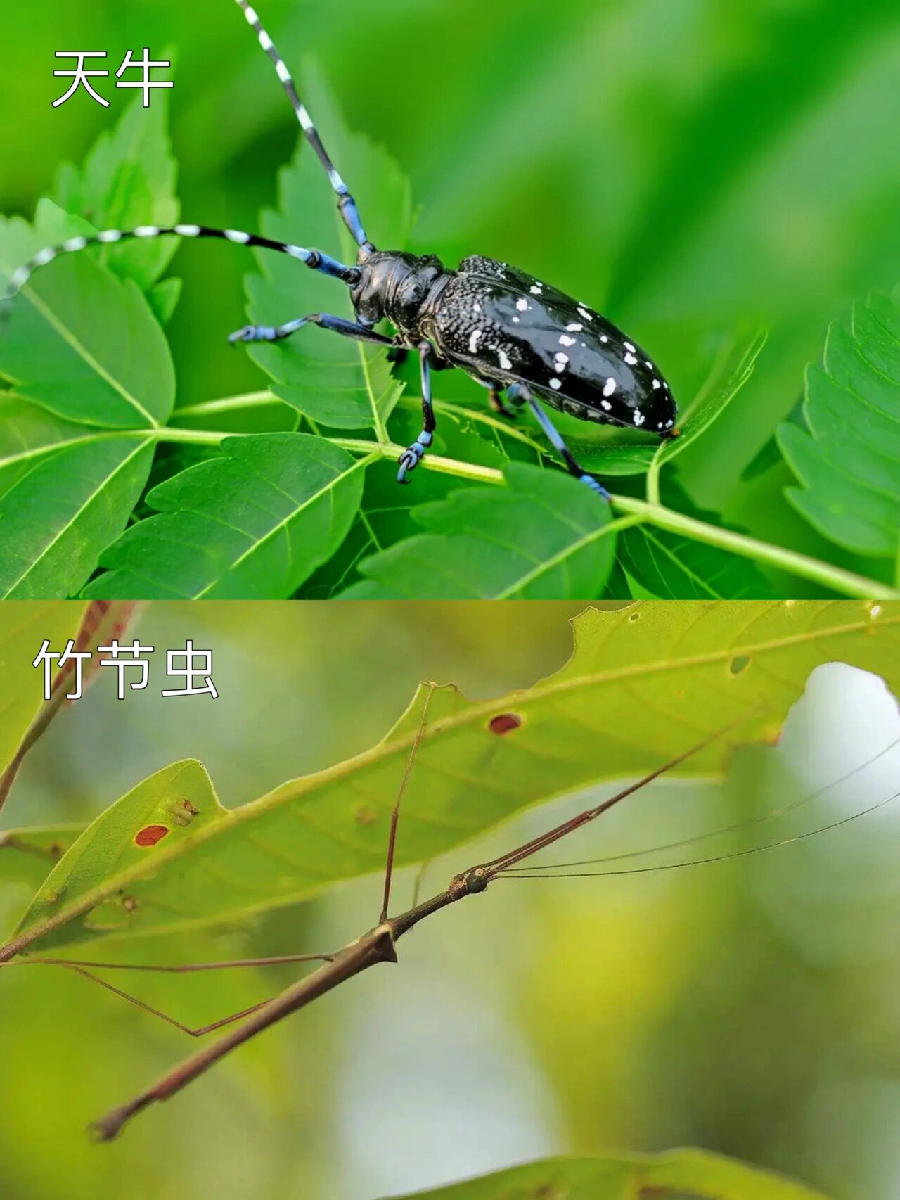 孩子们的暑假已悄悄过半 玩水,捉知了,吃西瓜,夜观昆虫… 夏天该做的