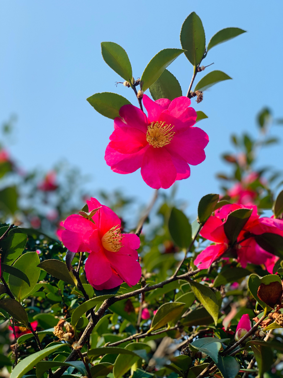 山茶花.