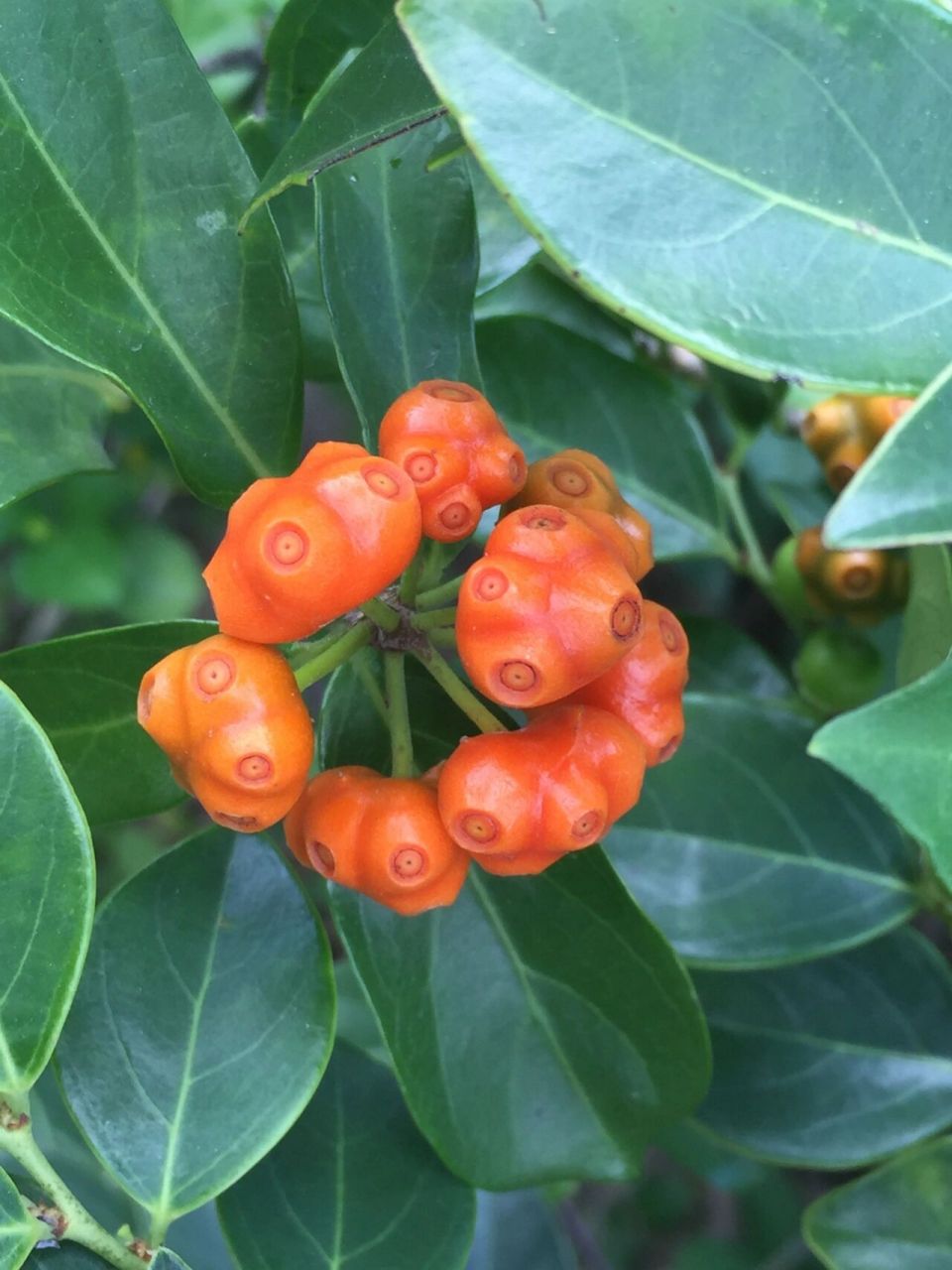 鸡眼藤成熟的果 是茜草科巴戟天属植物,有清热利湿,化痰止咳之功效.