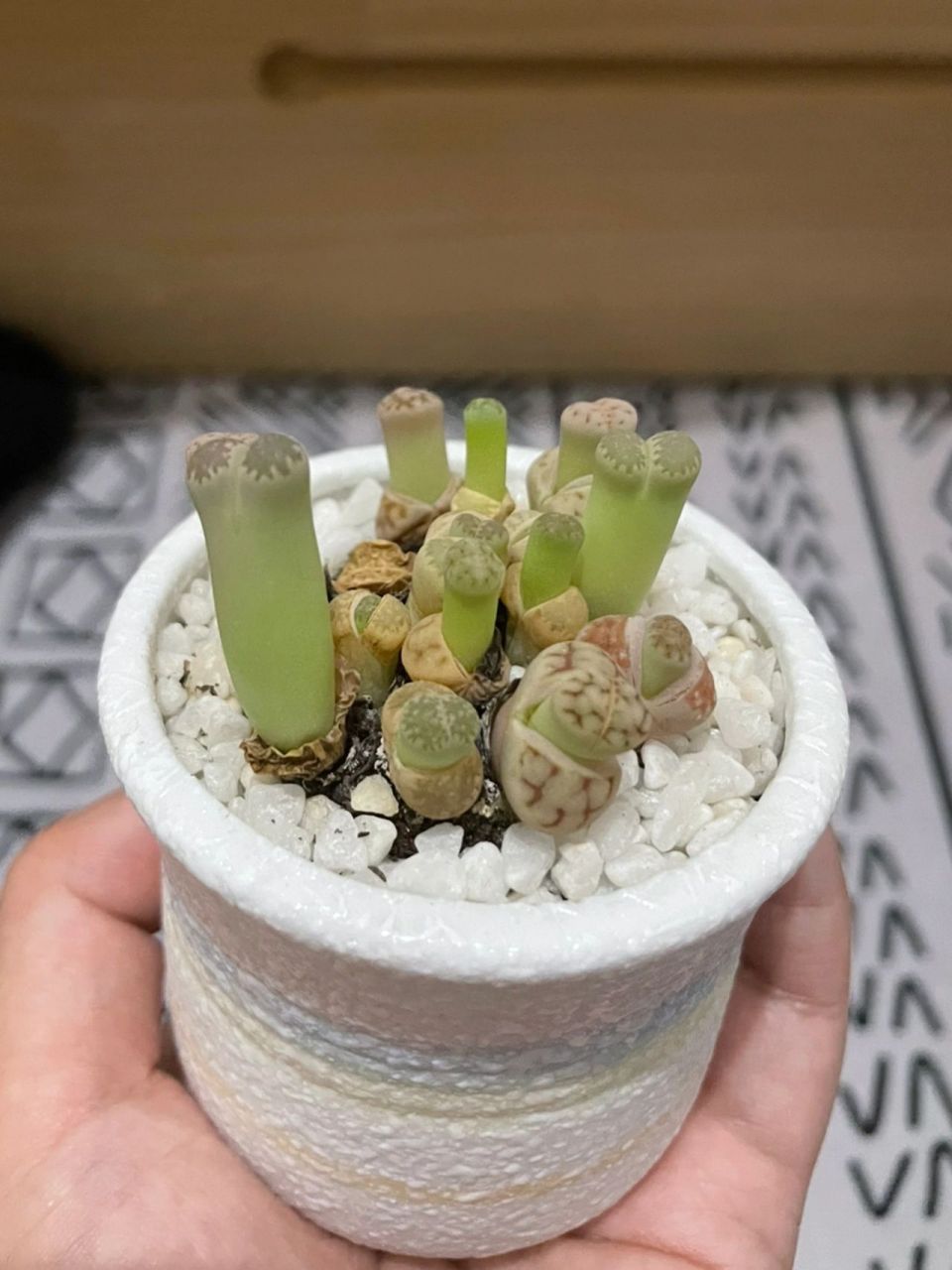 生石花长的太高怎么办 这是不是徒长了,还能救回来吗,这样好丑