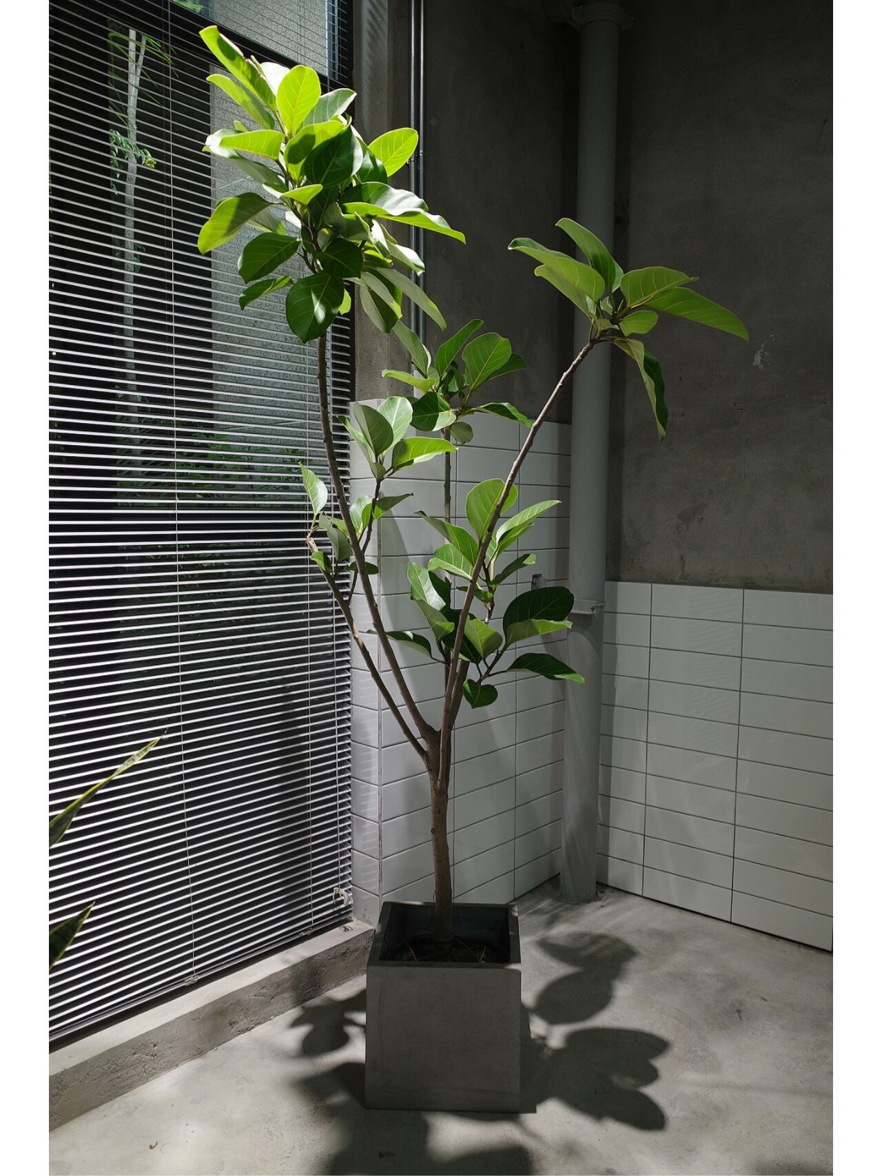 ficus altissima图片