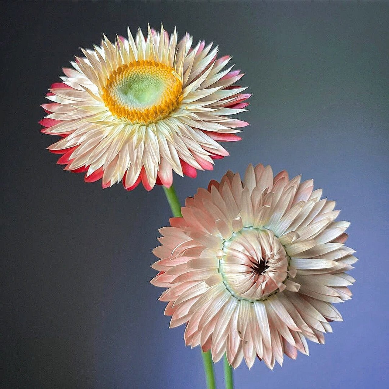 植物百科|蜡菊    菊科-蜡菊属 别名:七彩菊,麦秆菊 蜡菊学名麦秆菊