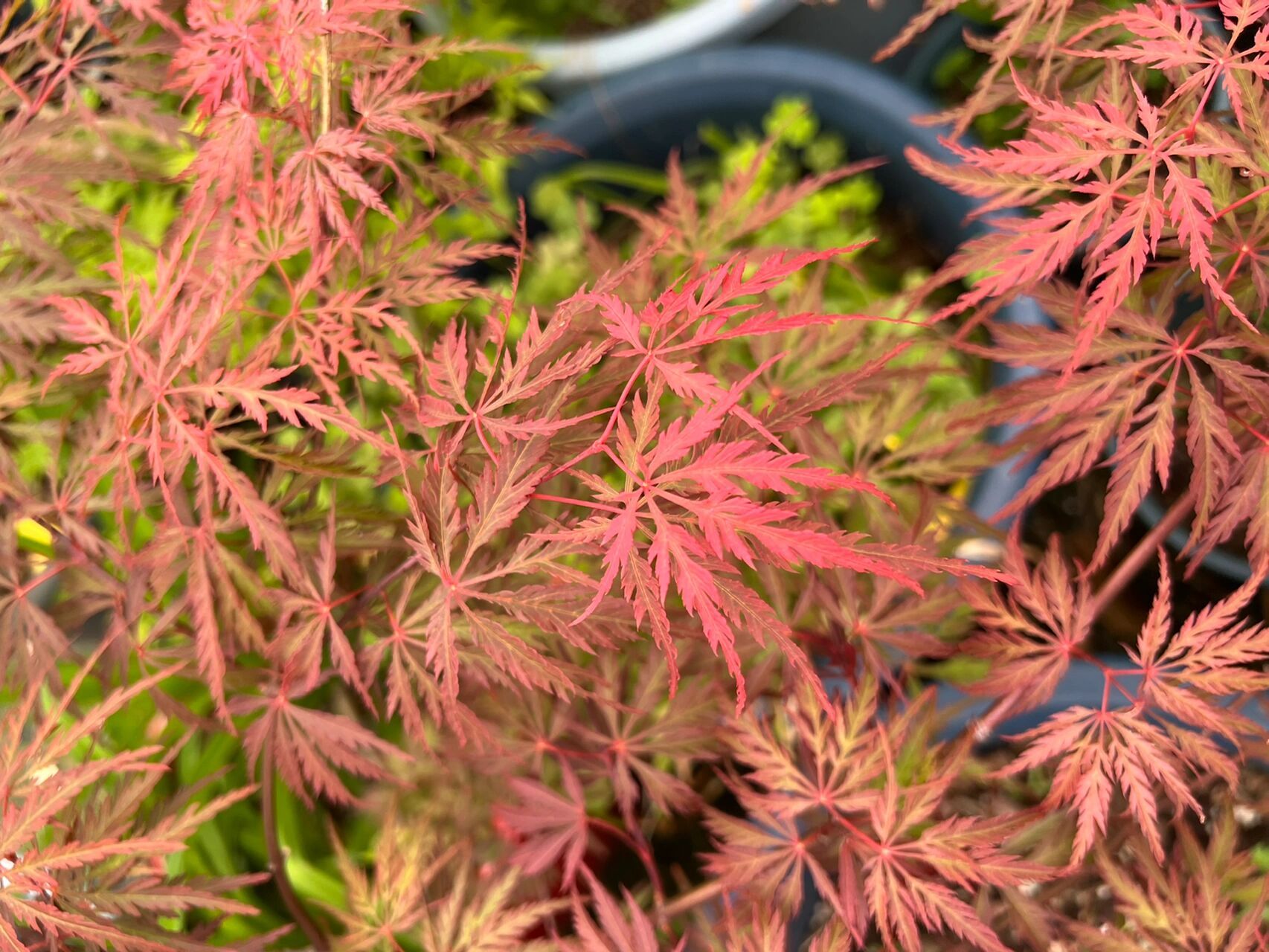 春天的红色系枫树 爪红 群云雀 姬猩猩 希拉蕊. .