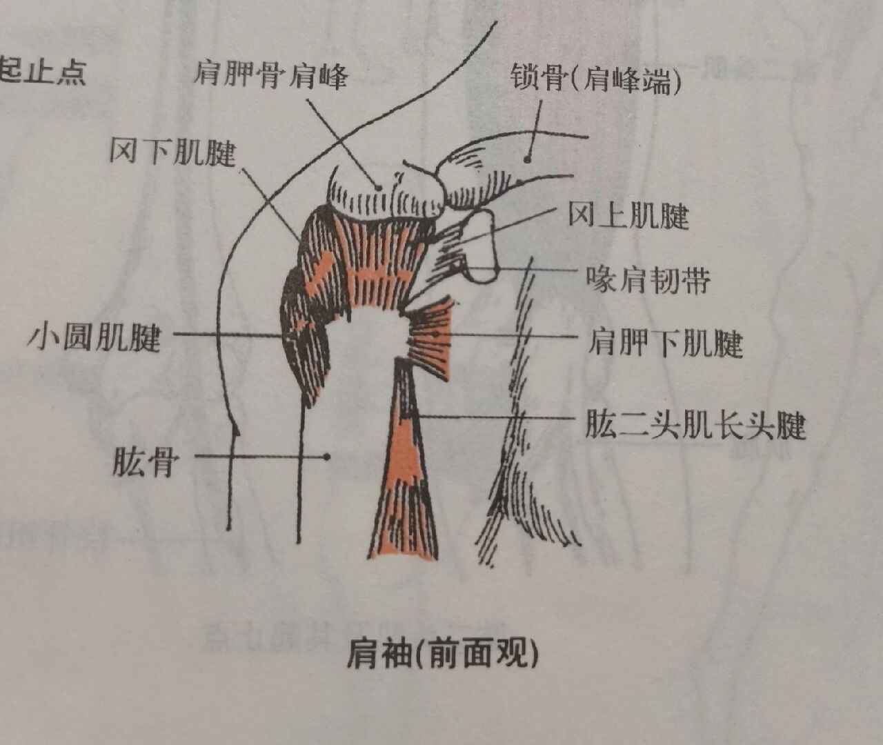 肩袖位置图片(第1页)图片