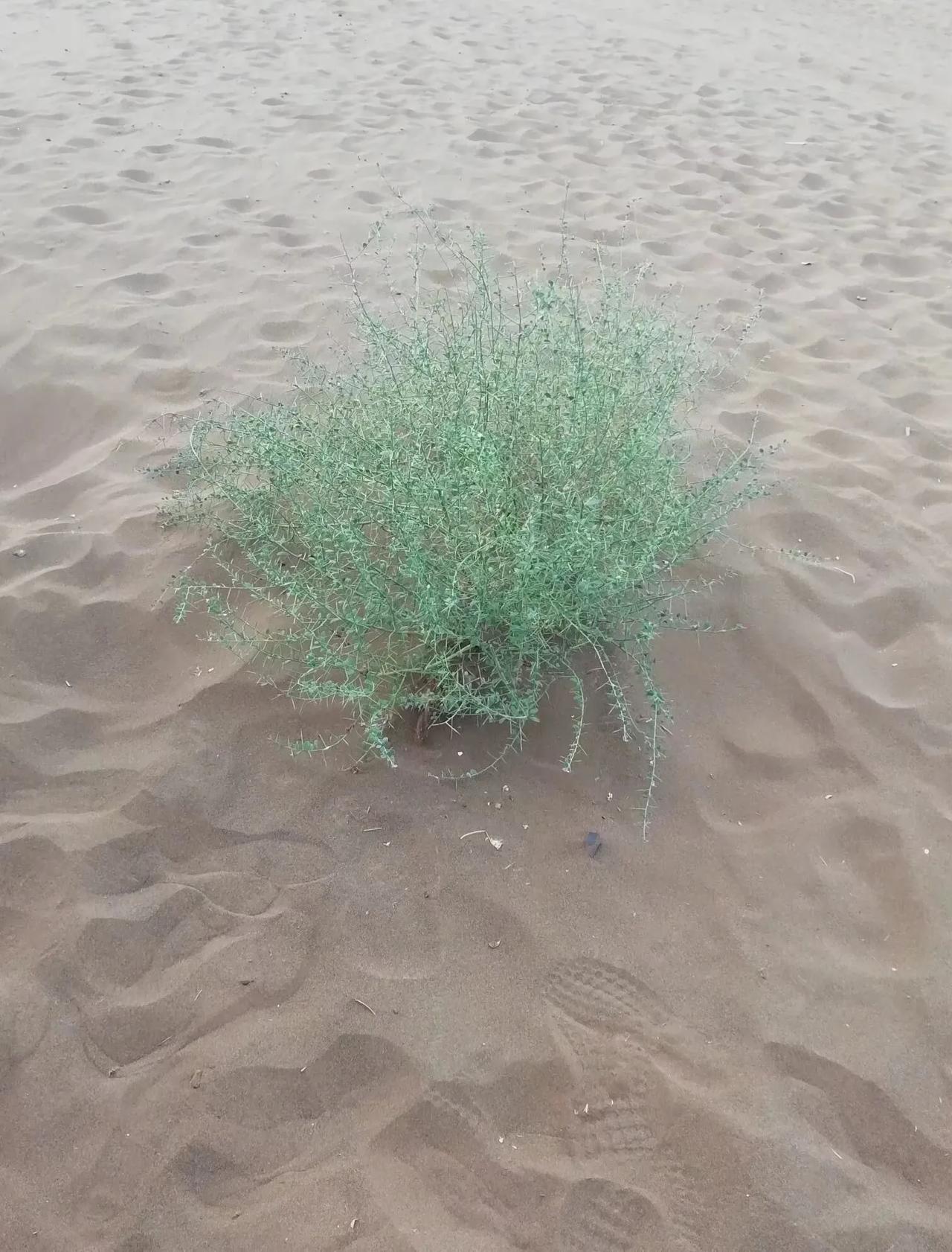 这种野草很喜欢北美的地理环境,到了美国,疯狂生长,影响当地的农业