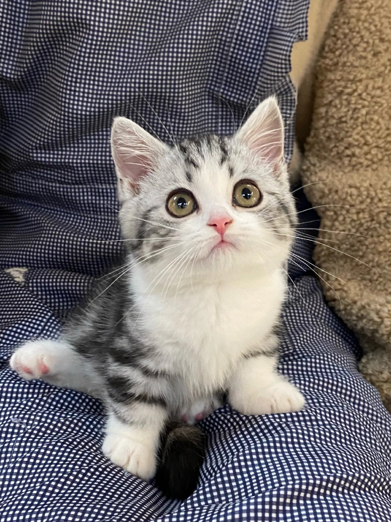 700块90买的美短加白猫03真实存在