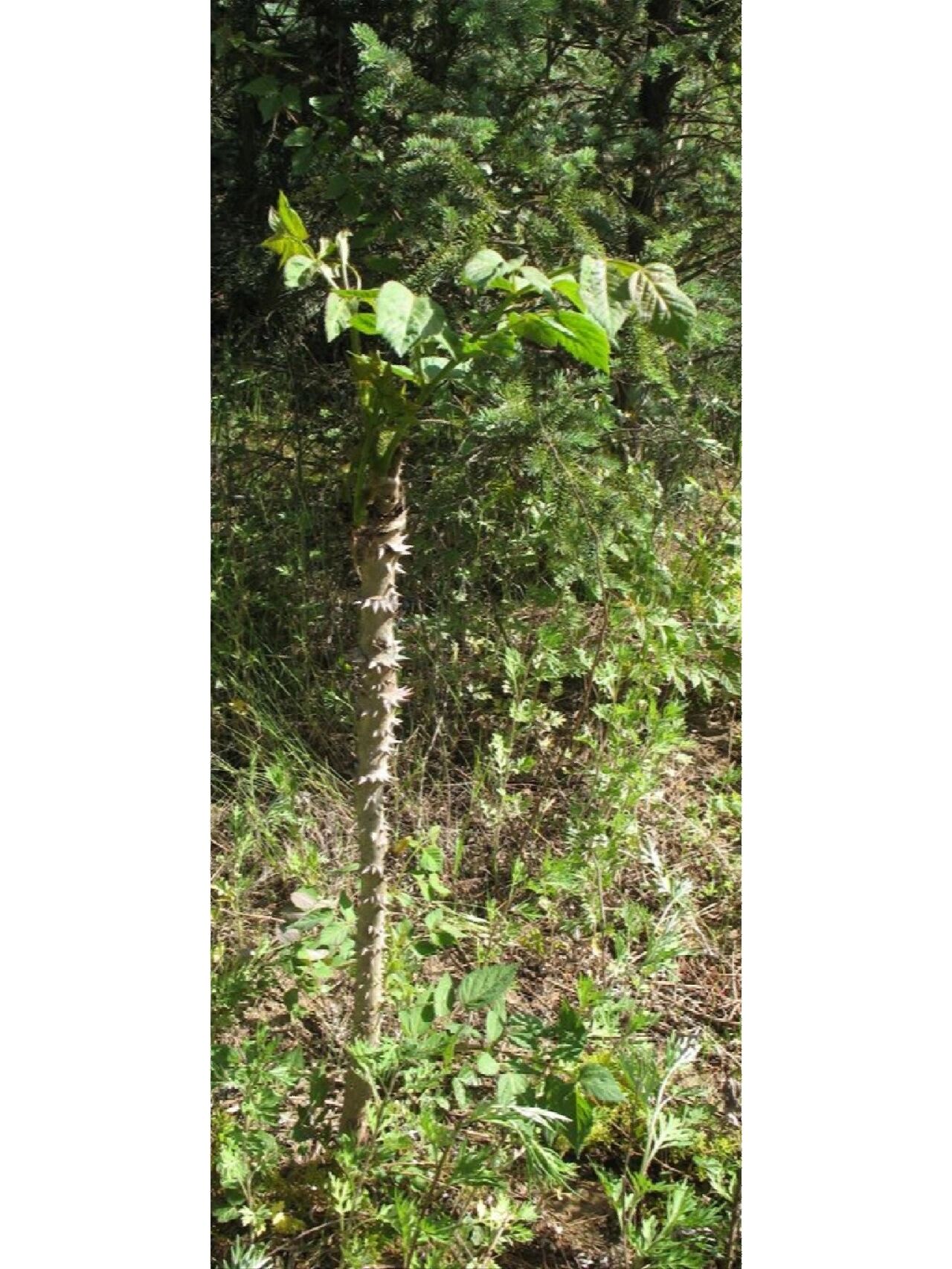 吉林省野菜——刺嫩芽(辽东楤song木