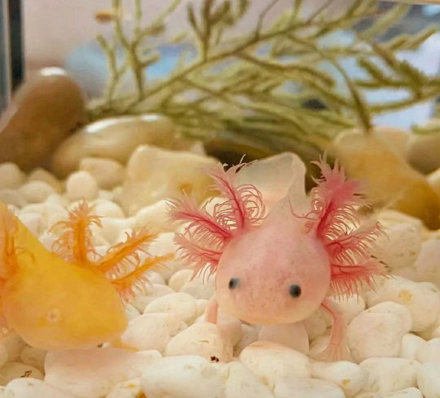 可可爱爱的六角恐龙鱼