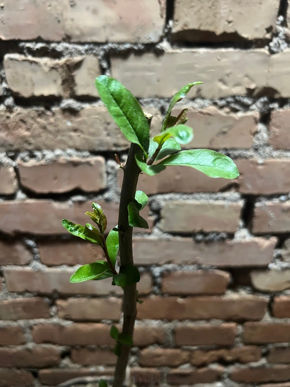 新栽石榴树,发新芽,以后可以吃到新鲜石榴了