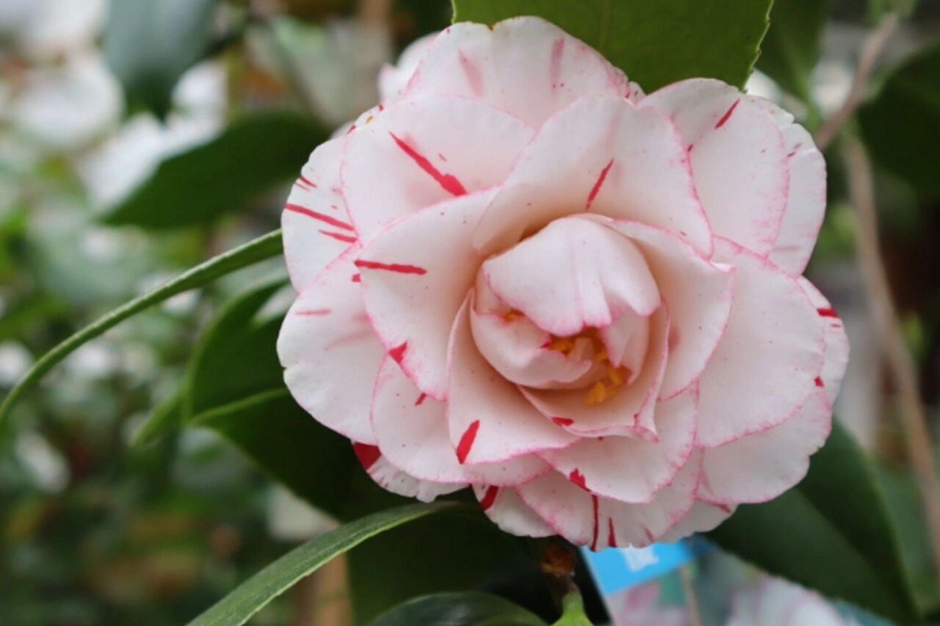 「茶花」雅子 日系茶花覆伦雅子,比国产的多一层红遍遍