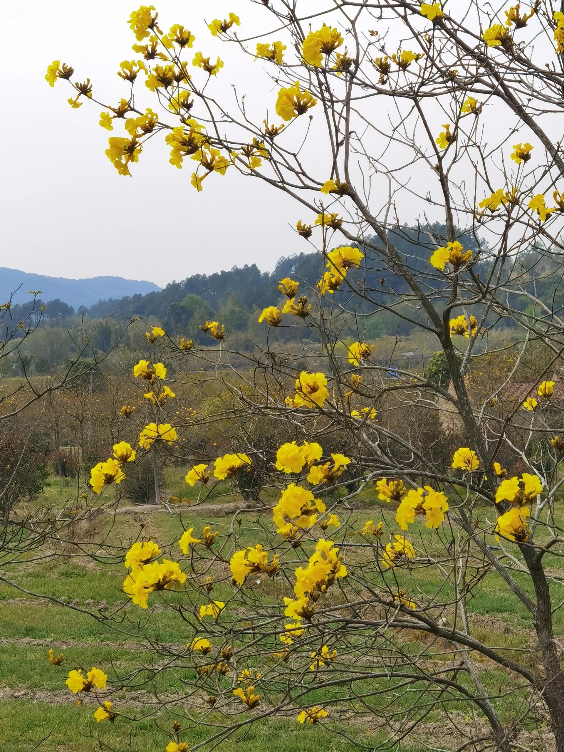 黄花风铃木的花期图片