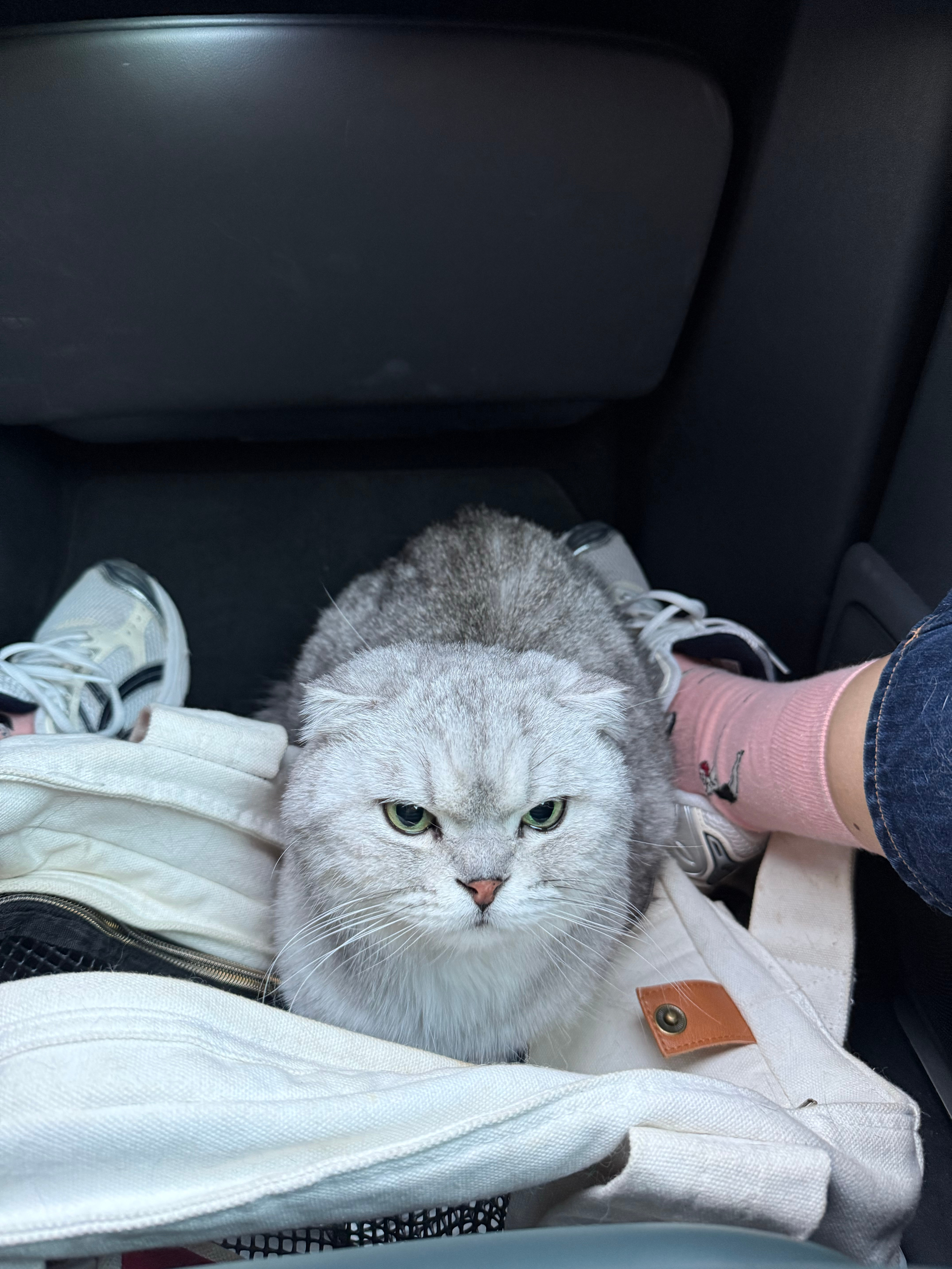 是关于家里两只猫的