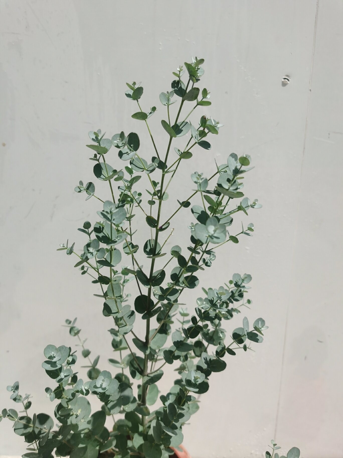 银水滴(尤加利树