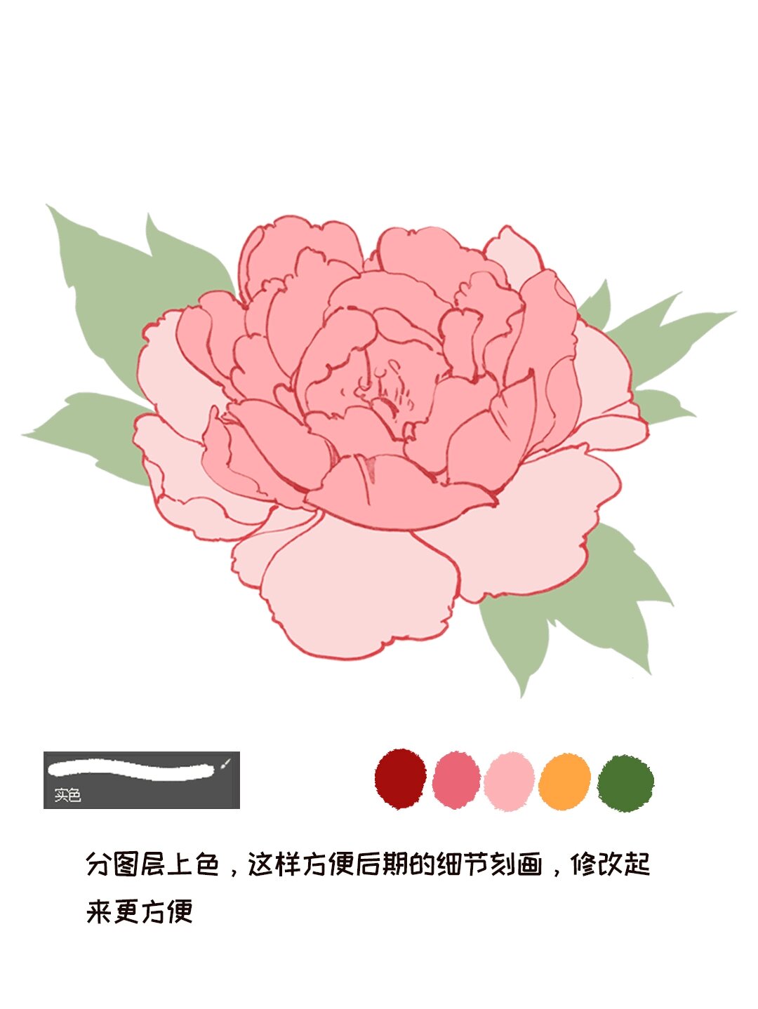 牡丹花插画分解