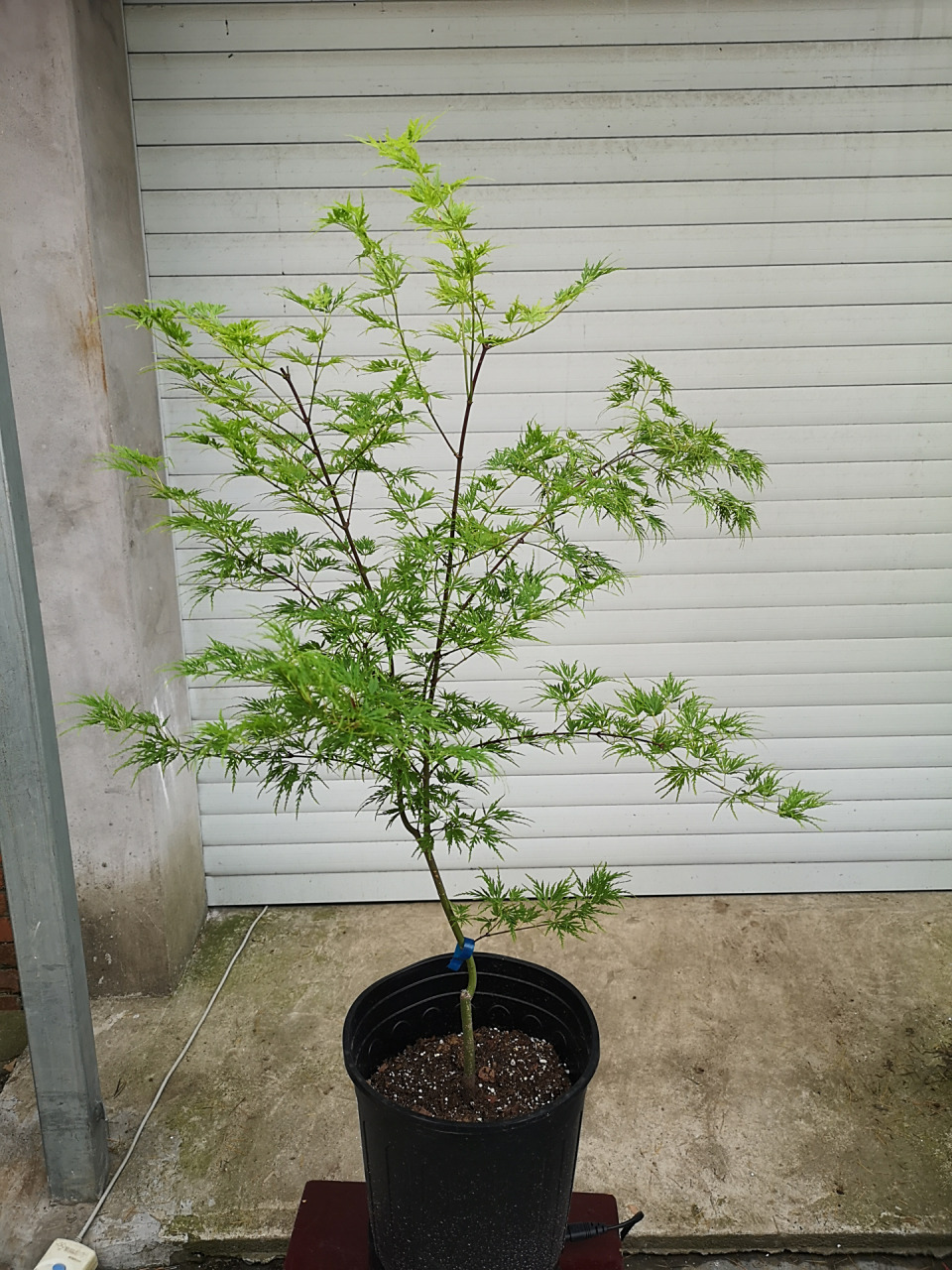 青龙羽毛枫 青龙很飘逸,叶色也漂亮