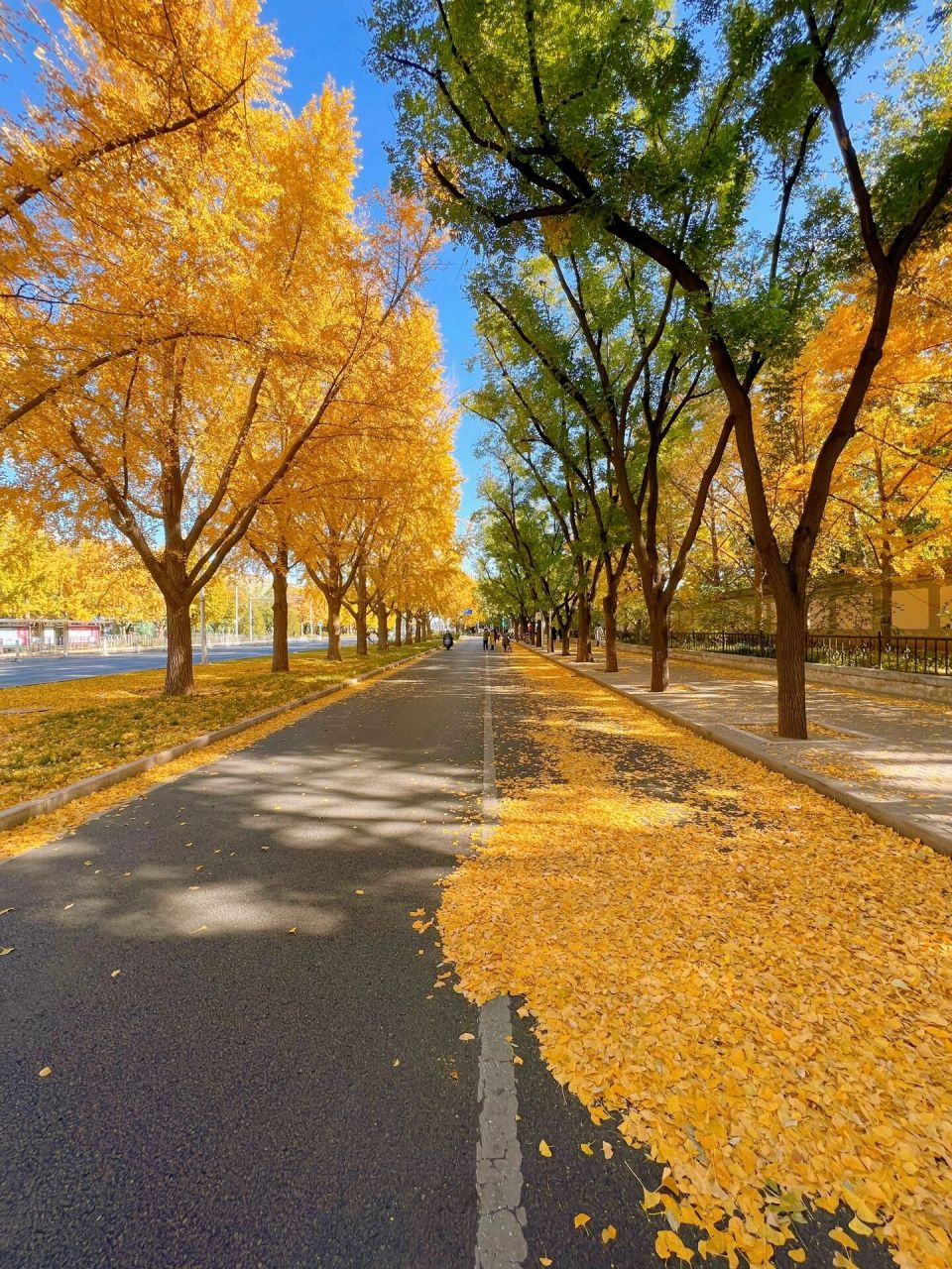 我在深秋的北京发现了一条超惊艳的马路 前两日,去钓鱼台银杏大道赏完