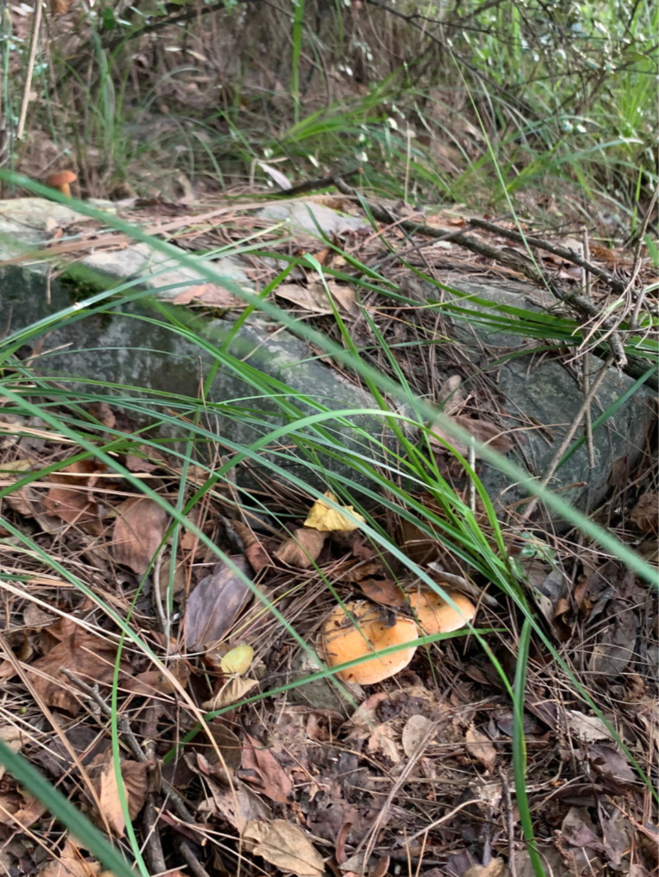 松树菌生长环境图片