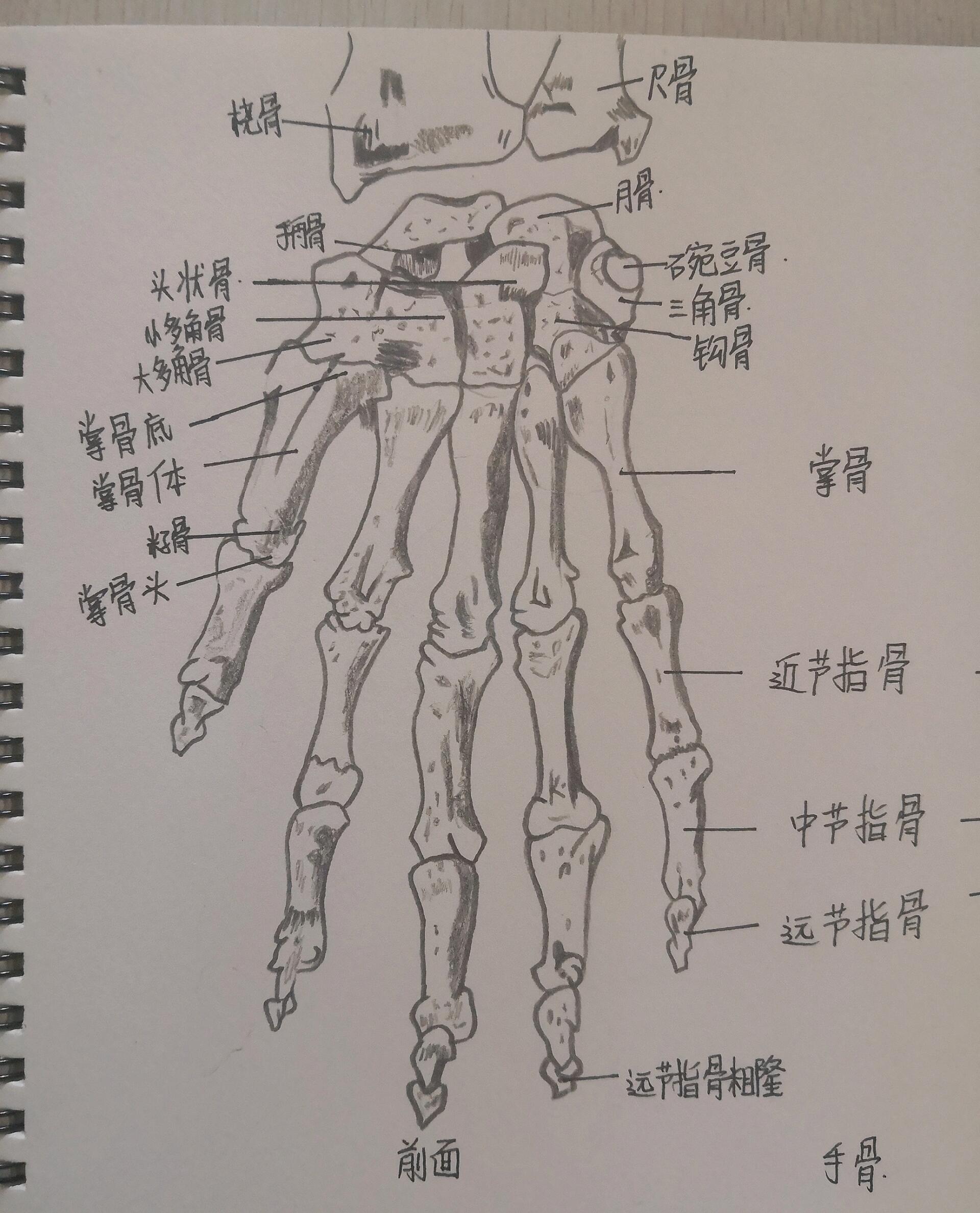 尺骨桡骨解剖图手绘图图片