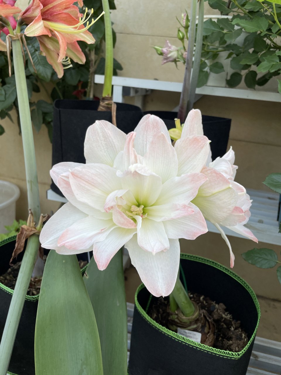 朱顶红北极女神 新球开花,单朵花期还挺长,白色花朵带一点点粉,淡妆的