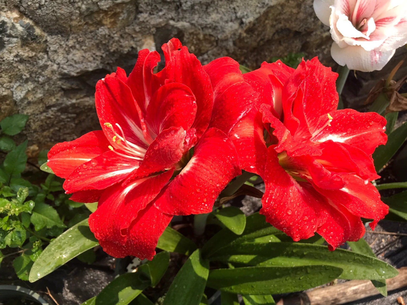 朱顶红幸福妮芙 这个也叫快乐妮芙,看起来确实花如其名