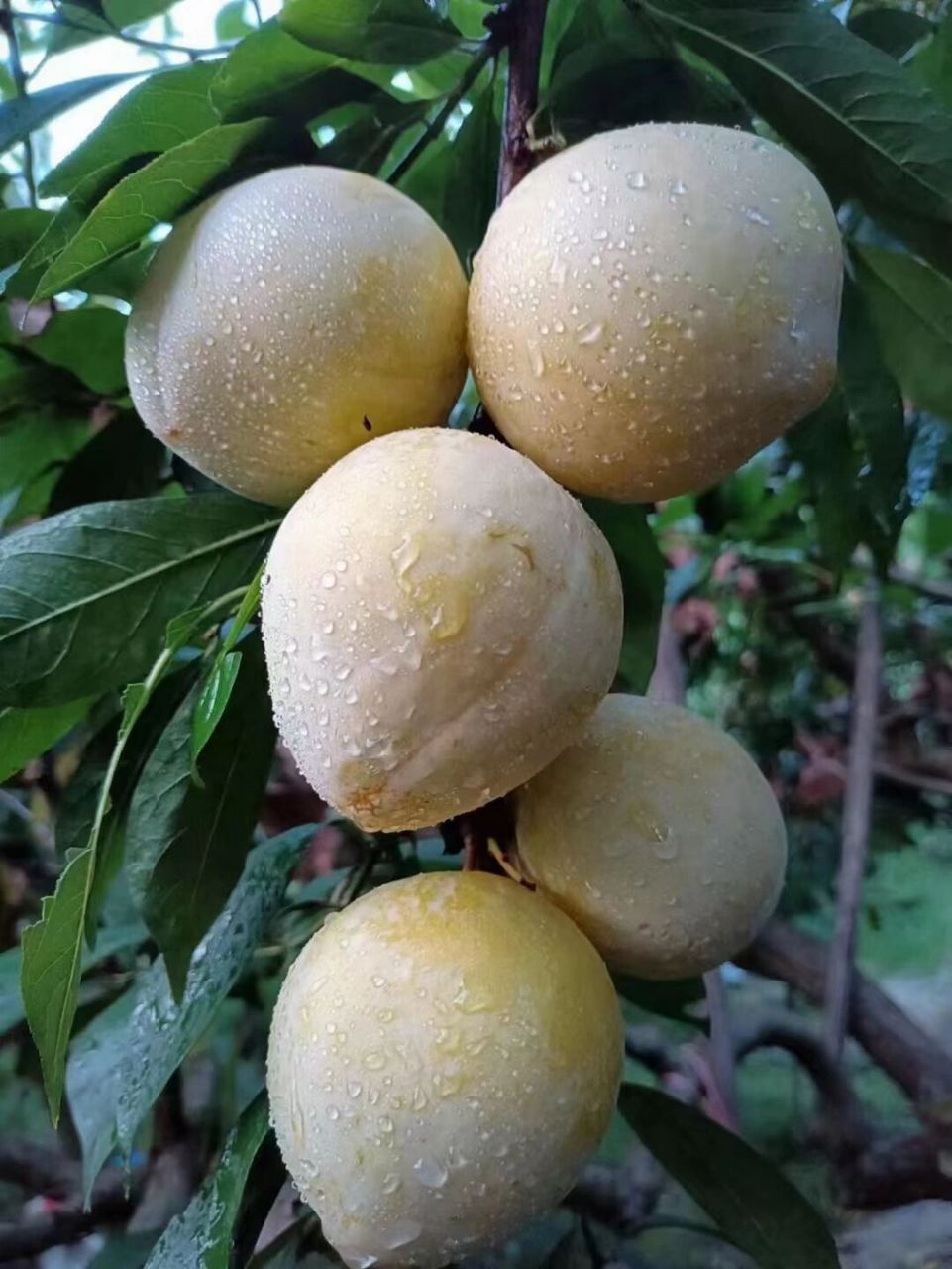 韶关乐昌九峰山黄金奈李大量上市了 乐昌九峰山黄金奈李饱满多汁,清甜