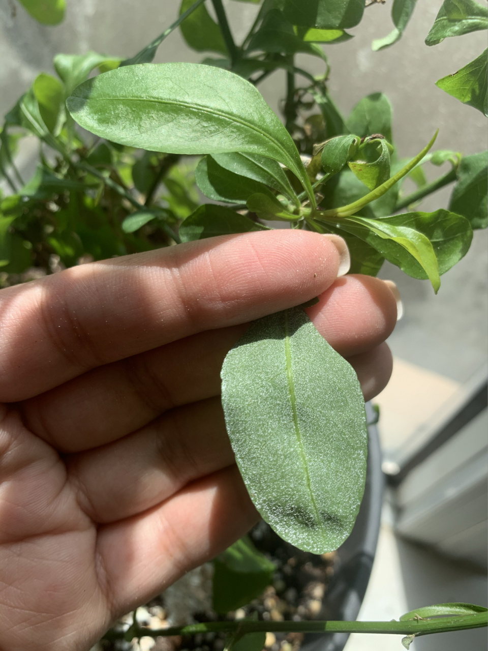 蓝雪花叶子背面长这种白色粉末 是不是啥病虫害呀.还有救吗.