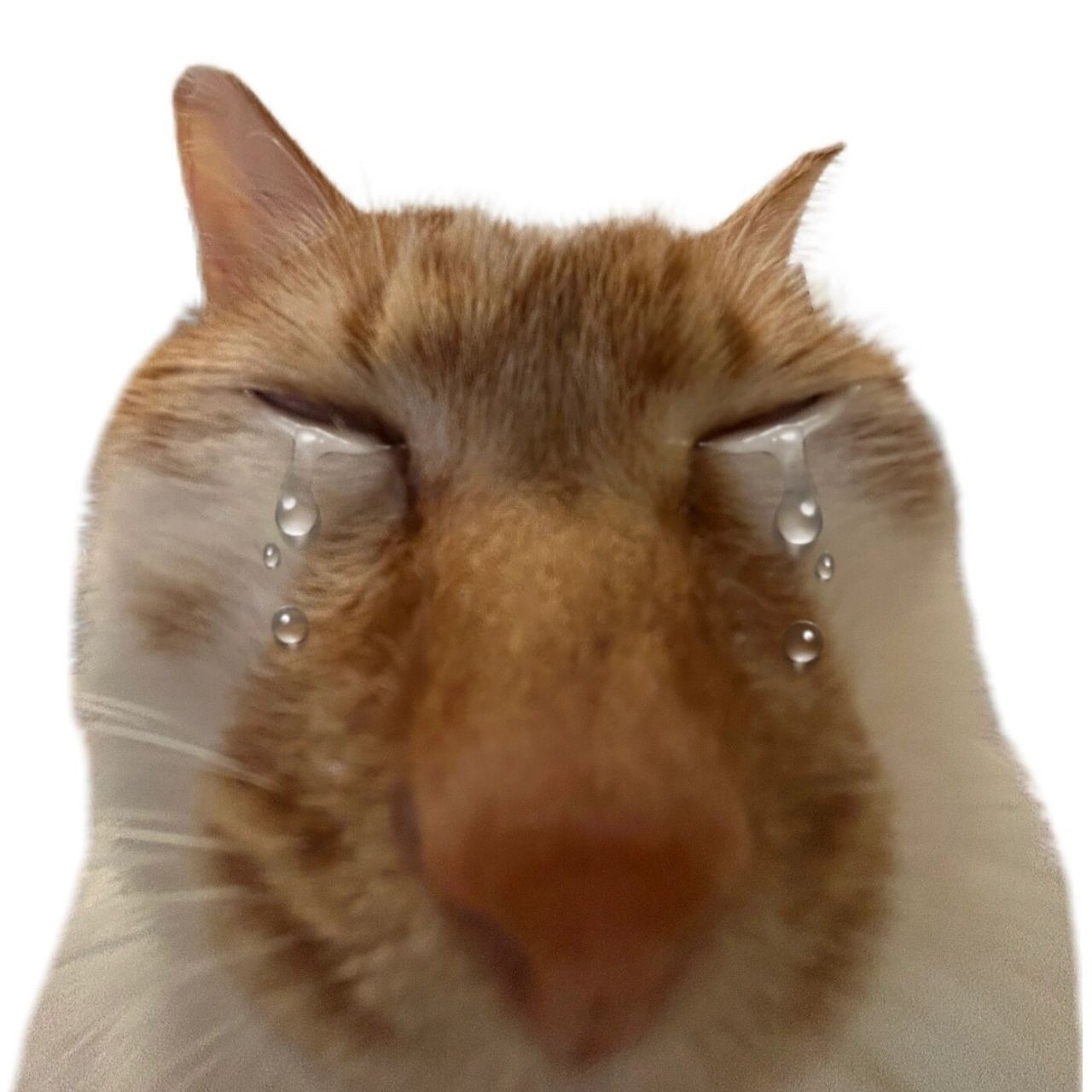 很好用的小臭猫表情包,宣!