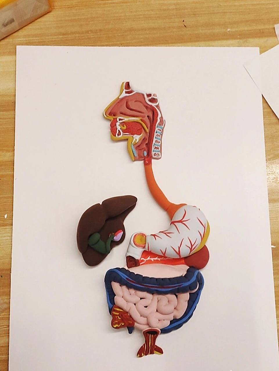 我接过得神奇定制——消化系统模型 现在的初中什么作业都有