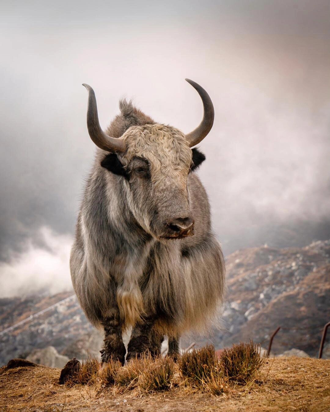 青藏高原之宝—牦牛 普通人的生活或许离不开房子,车子和存款,但对